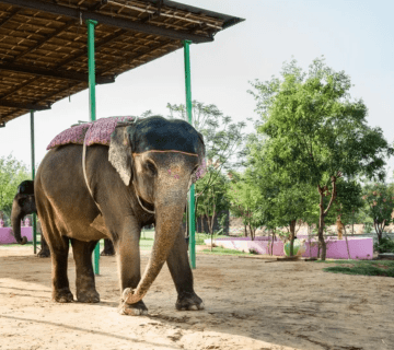 2-Hour No-Ride Ethical Itinerary at Hathi Gaon (Families, Couples & Solo)