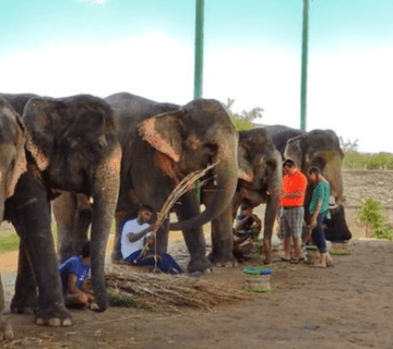 Hathi Gaon Photography Guide: Golden-Hour Spots, Lenses, Angles & Etiquette (2025)