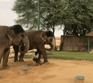 Hathi Gaon Timings & Ticket Price (2025 Guide): What’s Included, What’s Not