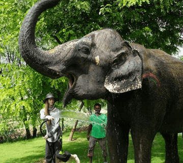 Spotting Ethical Elephant Operators in Jaipur (2025): A 12-Point Checklist for Travelers