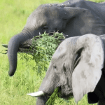 What Do Elephants Eat? Inside Hathi Gaon’s Seasonal Diet & Enrichment Routines (2025)