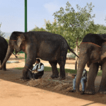 Where Your Ticket Money Goes: Transparent Fee Breakdown & Care Costs at Hathi Gaon
