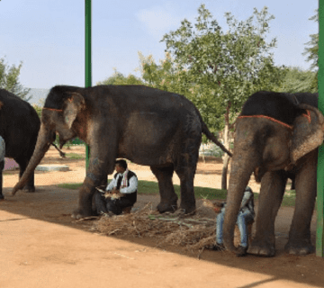 Where Your Ticket Money Goes: Transparent Fee Breakdown & Care Costs at Hathi Gaon
