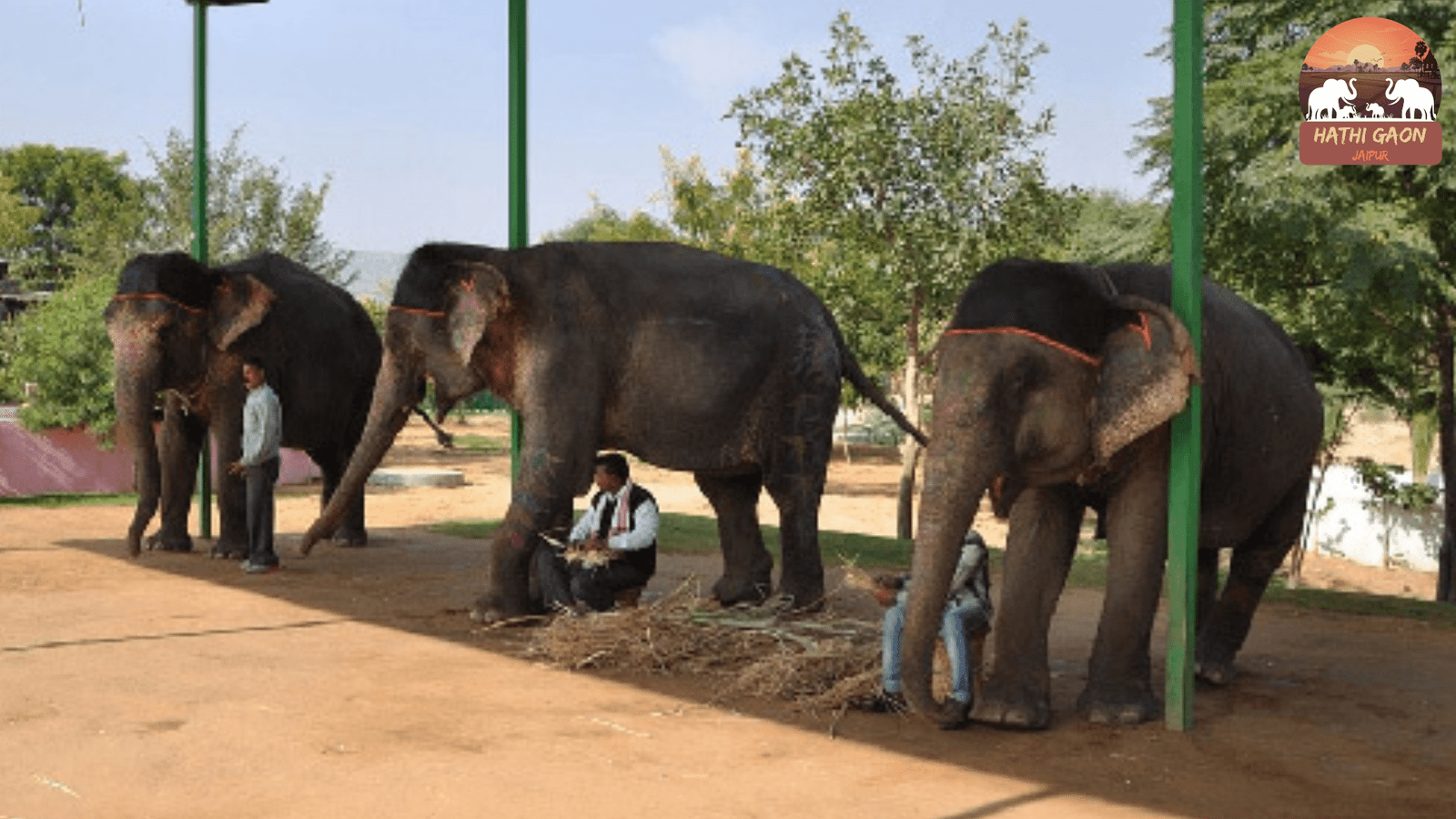 Where Your Ticket Money Goes: Transparent Fee Breakdown & Care Costs at Hathi Gaon