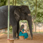 The Perfect Jaipur Day Trip: Hathi Gaon–Amer–Nahargarh